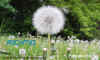 pusteblume201306msrFotokurs2.jpg (41164 Byte)