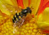 schwebfliege200909cl4827inidia.JPG (36593 Byte)