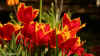 tulpen20130505msr4068.JPG (53921 Byte)